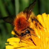 Ackerhummel - Foto: Birgit Blosat