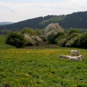 Auf dem Schleim - Foto: Birgit Blosat