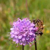Biene bestäubt Blume