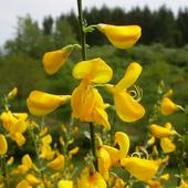 Cytisus scoparius Blüte