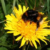 Dunkle Erdhummel - Foto: Birgit Blosat