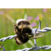 Aufgespießte Hummel