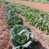 Feld mit Kohl