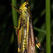 Männchen der Sumpfschrecke - Foto: Birgit Blosat
