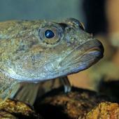 Mühlkoppe - Foto: Dr Bernd Stemmer