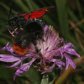 Steinhummel mit Widderchen - Foto: Birgit Blosat