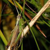 Männchen des Sumpfgrashüpfers, Foto: Birgit Blosat