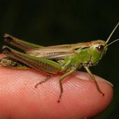 Weibchen des Sumpfgrashüpfers, Foto: Birgit Blosat
