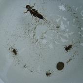 Wasserlarven