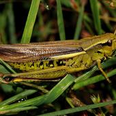 Weibchen der Sumpfschrecke, Foto: Birgit Blosat
